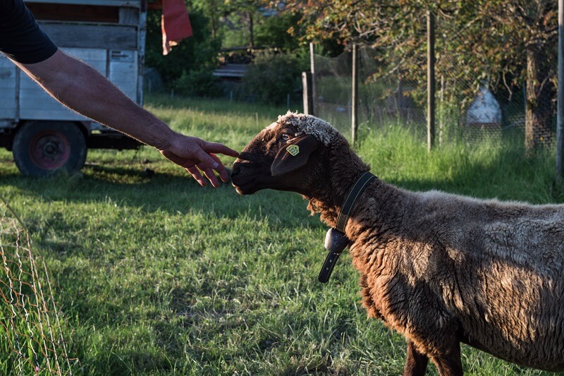 Bauernhof Zelten in der Schweiz: Tiere streicheln