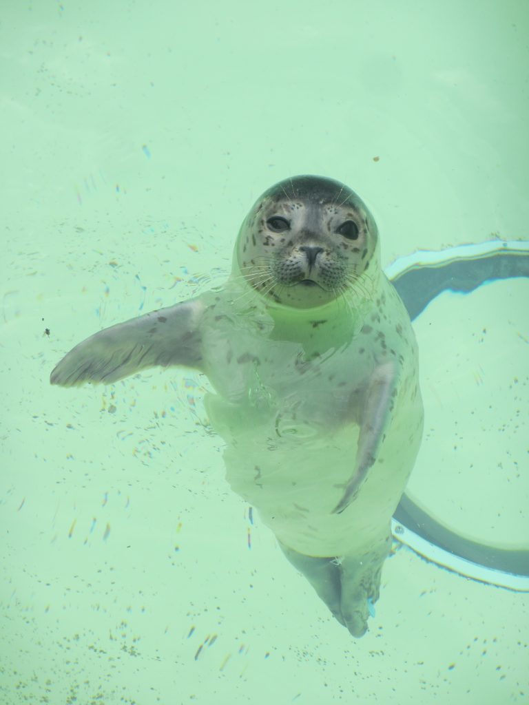 Texel-Niederlande-Eco Mare