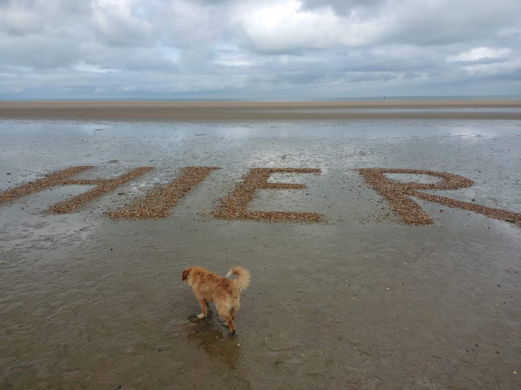 Camping mit Hund- Wo hin?