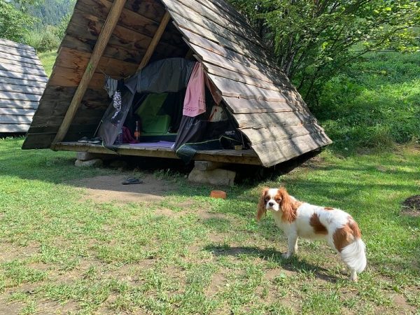 Zelten_mit_Hund_-_Zeltplatz